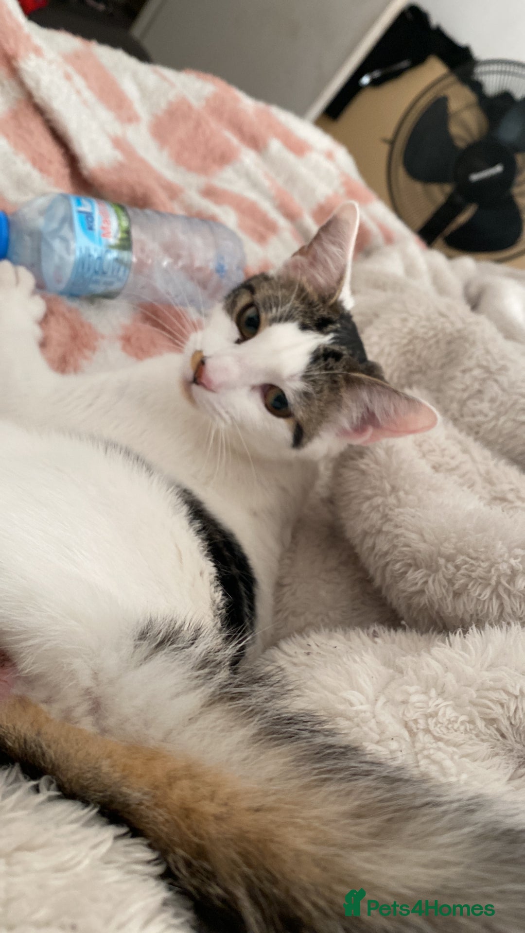 Mixed Breed cats for sale: Beautiful cat half breed (female) - Advert 7