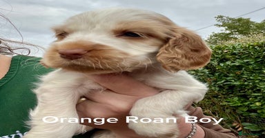 Cocker Spaniel dogs - Advert 15