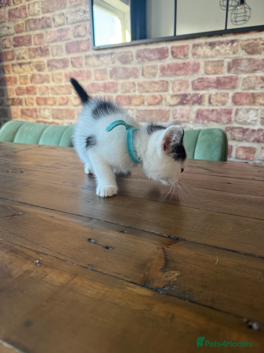 Ragdoll cats for sale: Ragdoll mix boy kitten last in litter reduced £375 - Advert 5