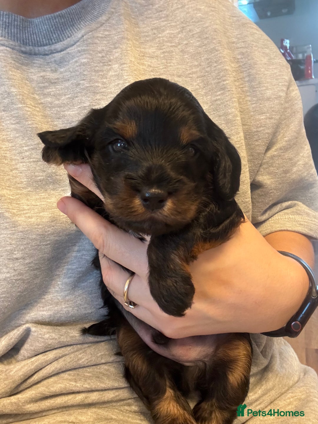 Cockapoo dogs for sale: Cockapoos Ready for New Homes 22nd December - Advert 5