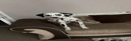 Dalmatian dogs for sale: Male Dalmatian - Woody in Prestatyn - Advert 5