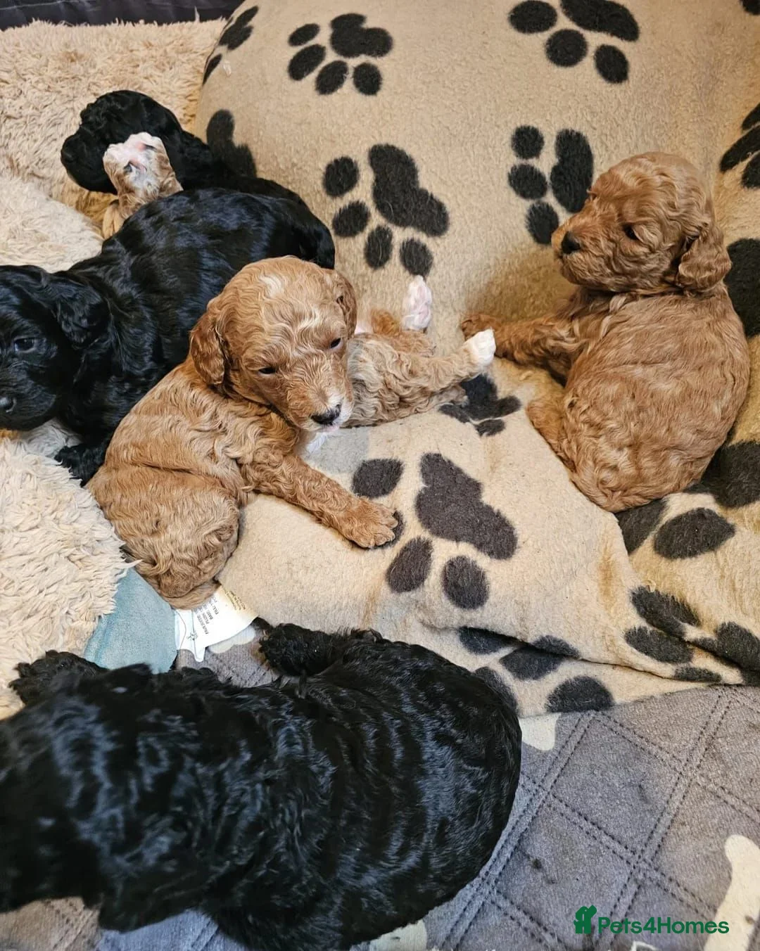 Cockapoo dogs for sale: Cockerpoo Puppies for sale - F1B in Crawley - Advert 2