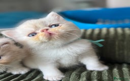Exotic cats for sale: Superb GCCF Exotic kittens Health Tested parents - Image 10