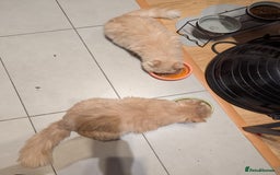 Persian cats for adoption: SIMBA TYPICAL PERSIAN BOY BEAUTIFUL MEDIUM ENERGY  - Image 10