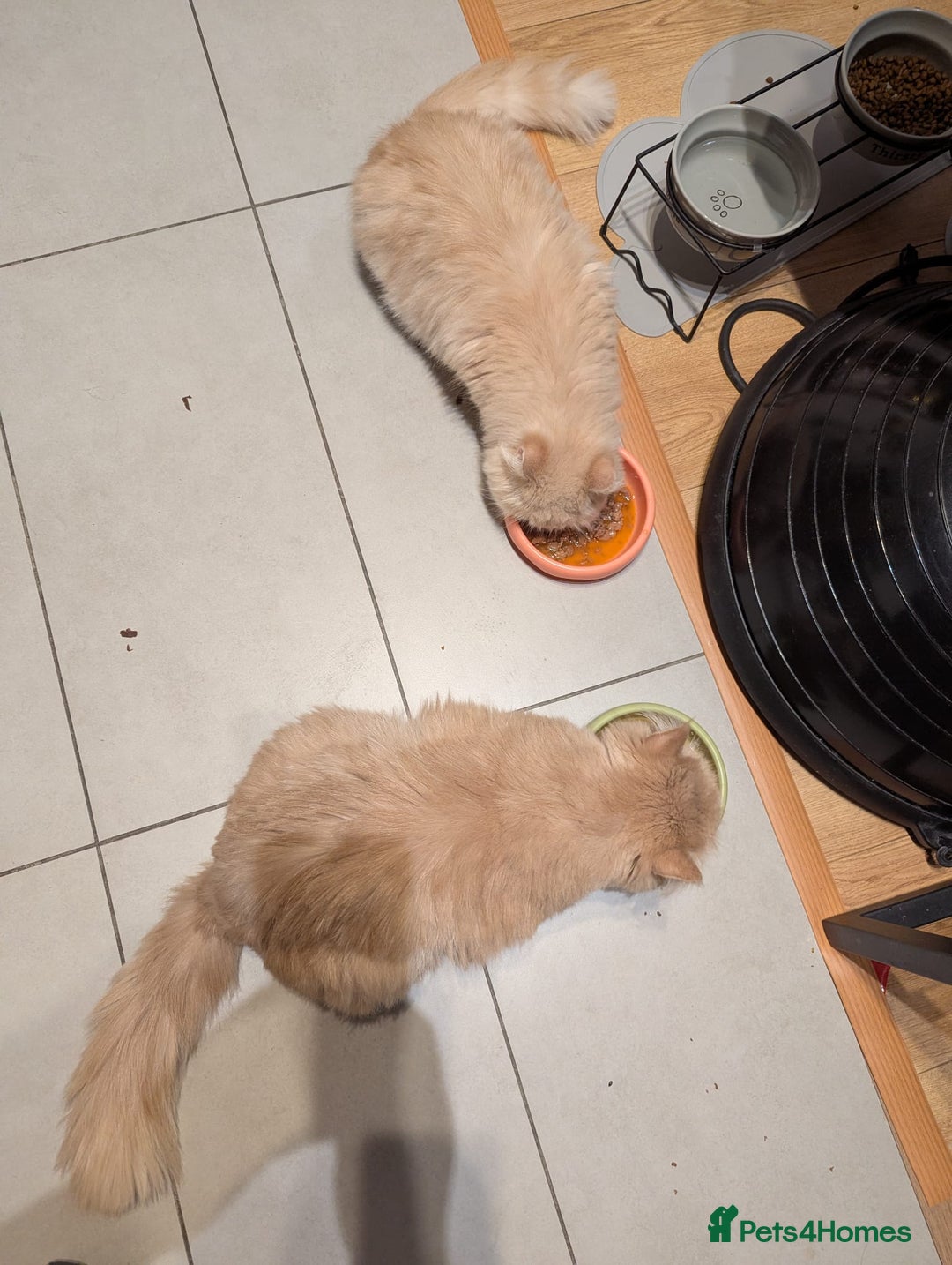Persian cats for adoption: SIMBA TYPICAL PERSIAN BOY BEAUTIFUL MEDIUM ENERGY  - Image 10