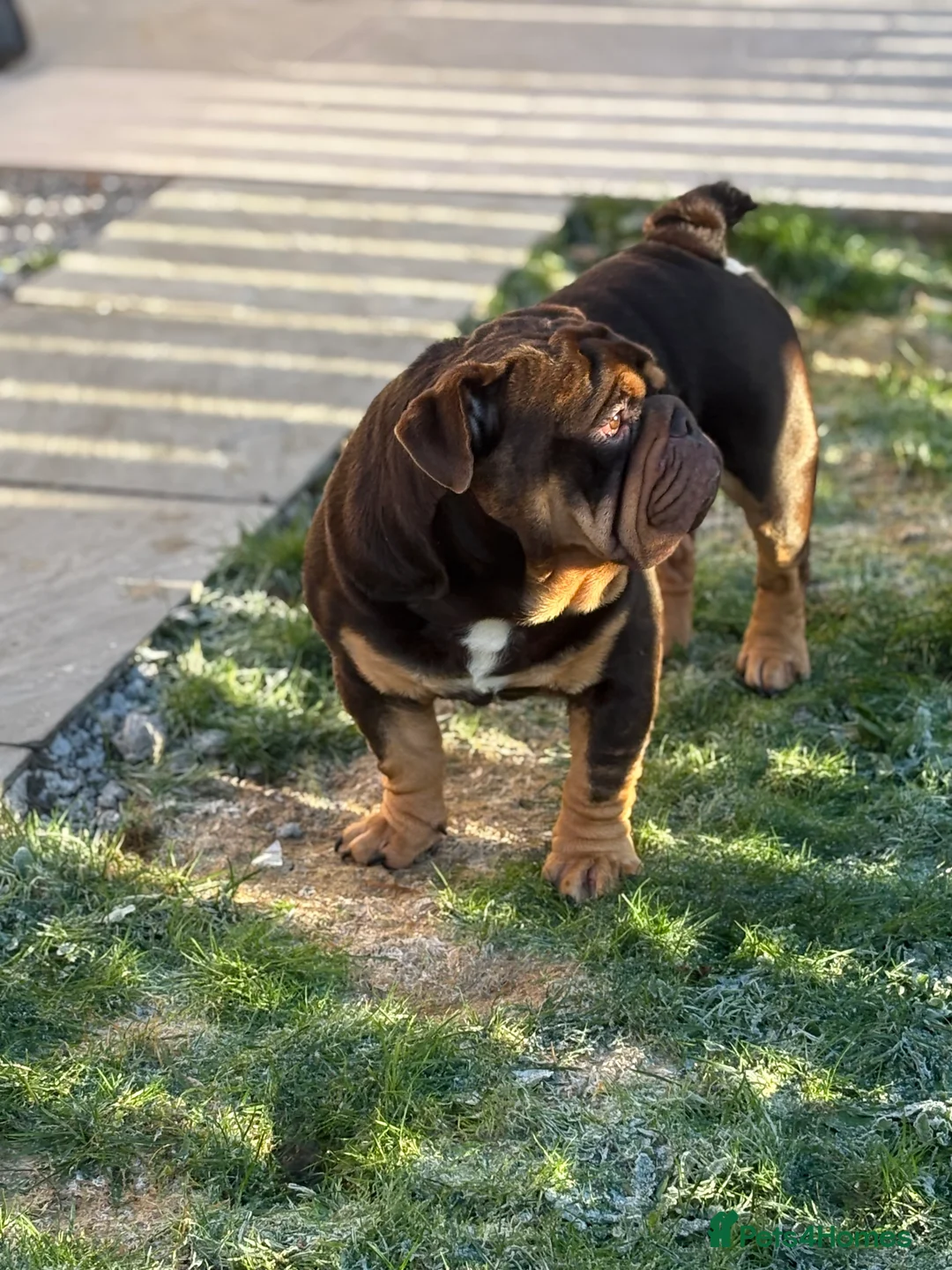 English Bulldog dogs for stud: 🔥🏴󠁧󠁢󠁳󠁣󠁴󠁿English bully STUD🏴󠁧󠁢󠁳󠁣󠁴󠁿🔥 - Advert 2