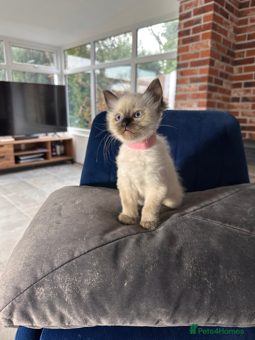 Ragdoll cats for sale: Now reserved  - Advert 5