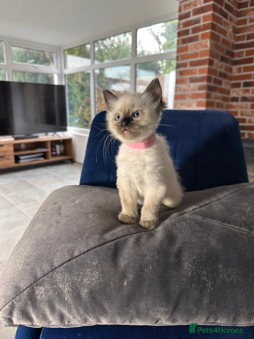 Ragdoll cats for sale: Now reserved  - Advert 5