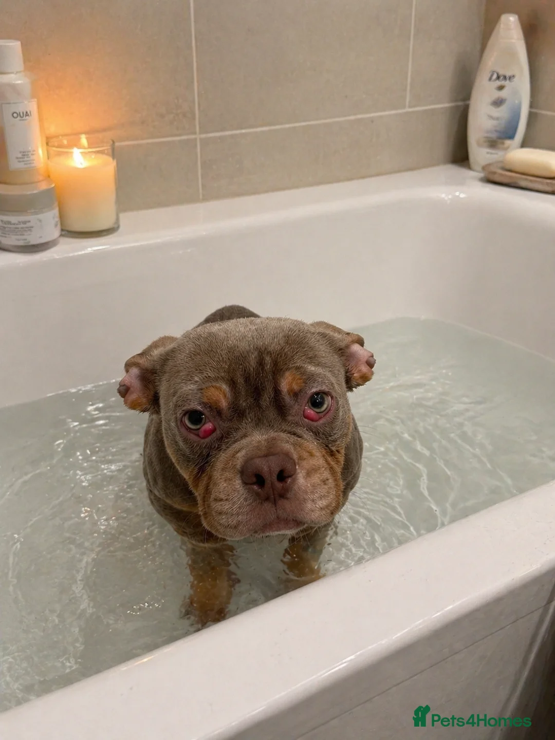 Mixed Breed dogs for sale: Adorable frenchie x bully  pups - Advert 3