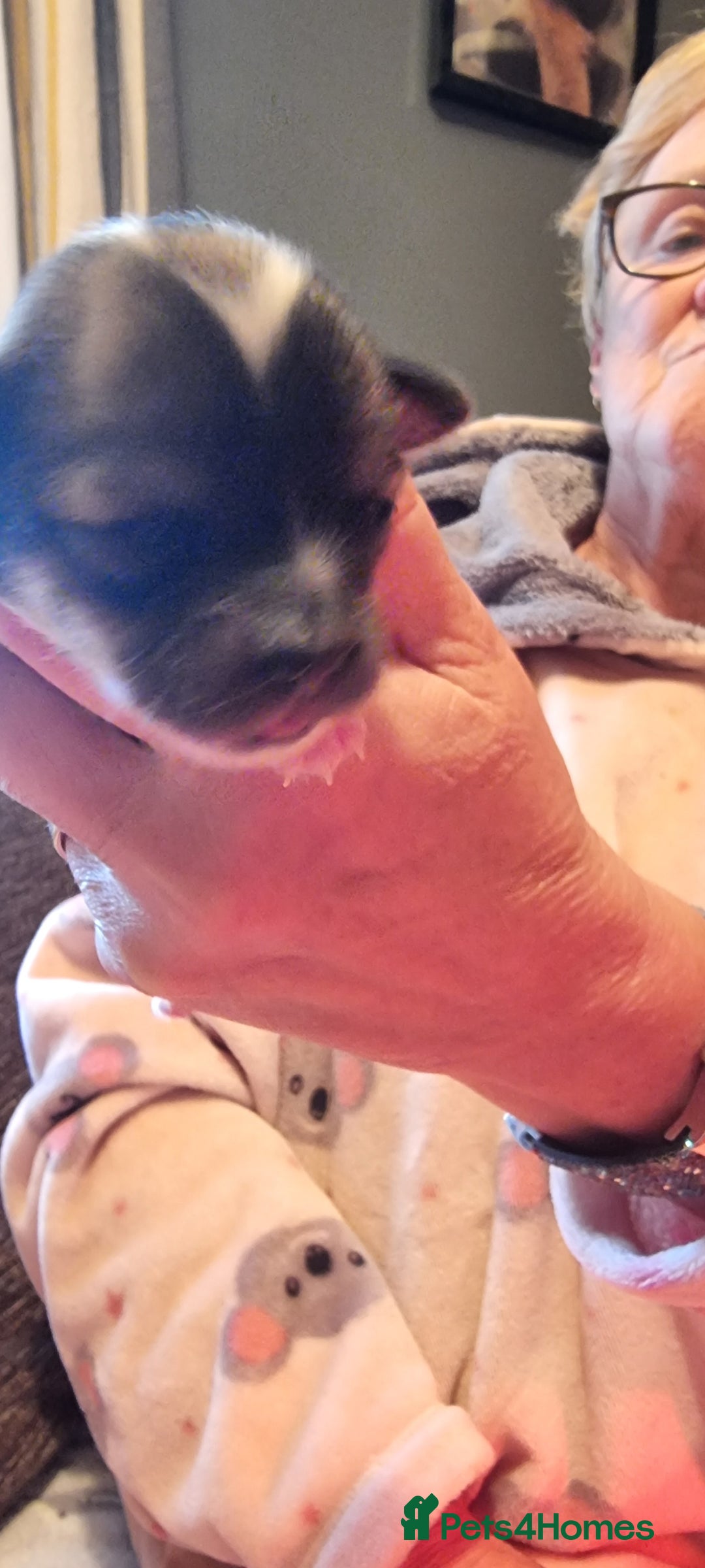 Chihuahua dogs for stud: Stud long haired white Chihuahua  in Coatbridge - Image 11