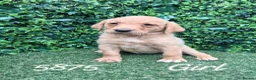 Labrador Retriever dogs for sale: Kc reg fox red labs - Advert 16