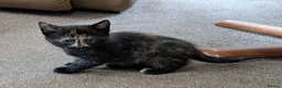 Mixed Breed cats for sale: Gorgeous Bengal X girls in Ellesmere - Advert 14
