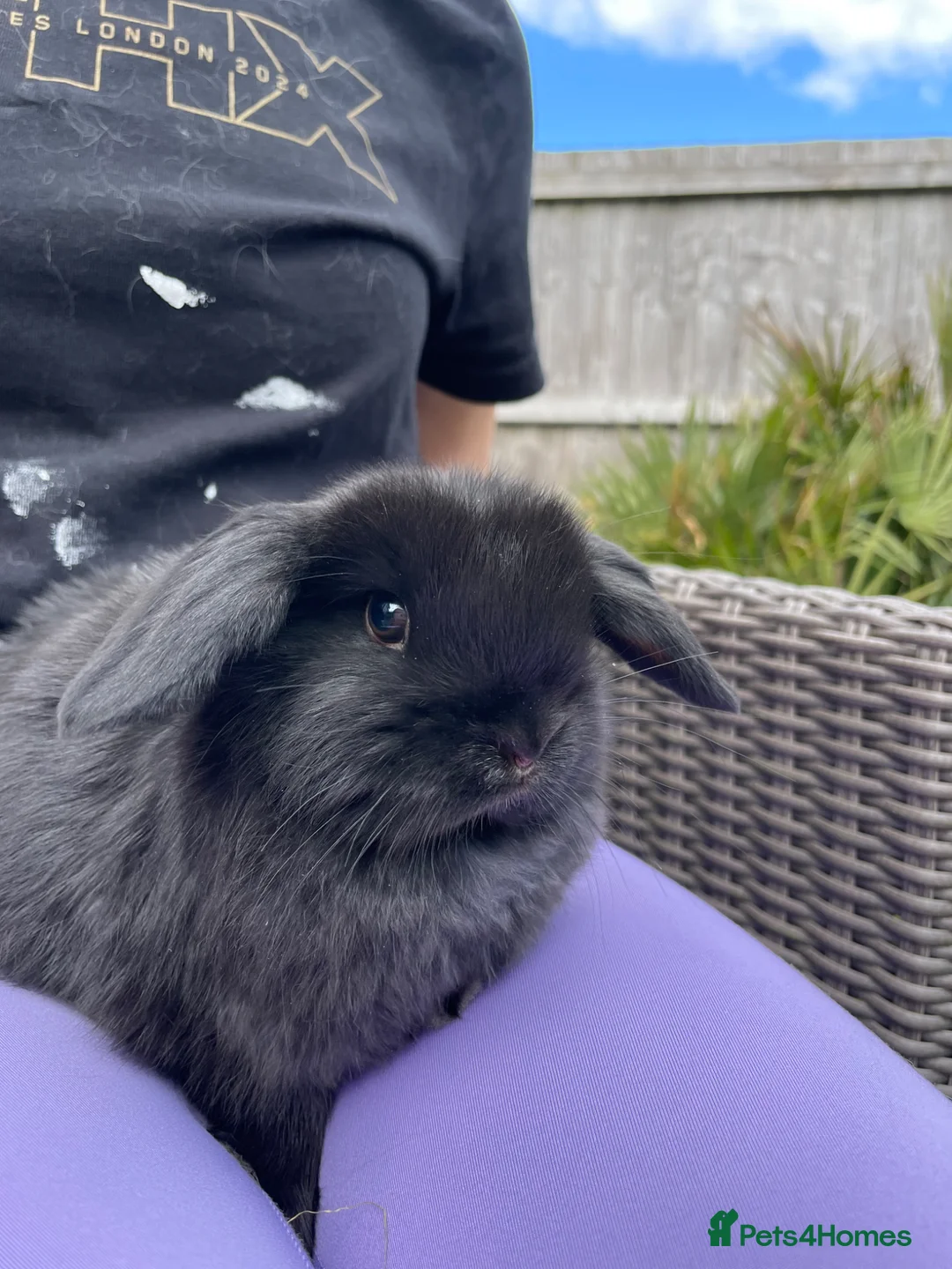 Mini Lop rabbits for sale: 2 Mini Lop Girls  in Swadlincote - Advert 2