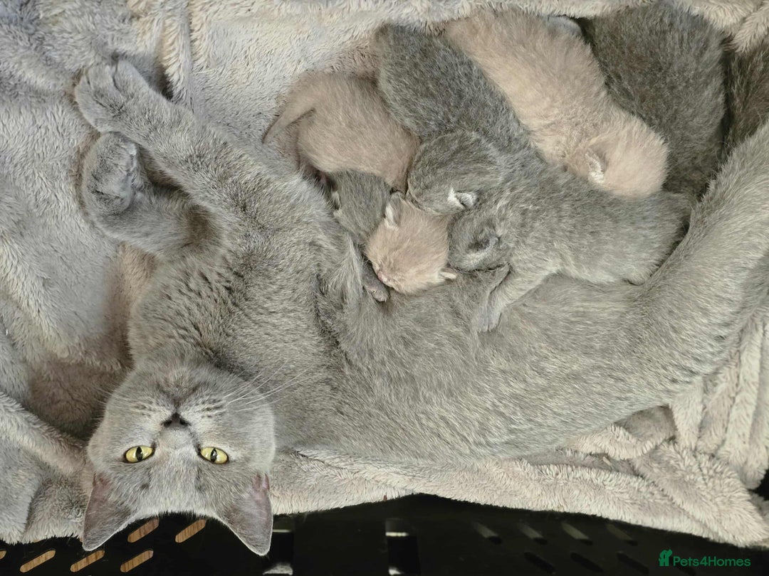 Scottish Fold cats for sale: Scottish fold /straight  - Advert 4