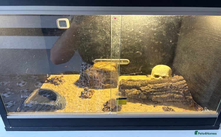 Leopard Gecko reptiles - Advert 1