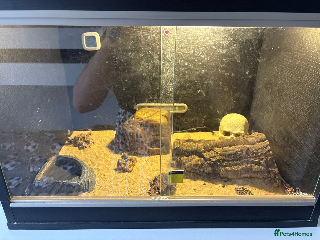 Leopard Gecko reptiles for sale: Leopard gecko and cage for sale  - Image 1