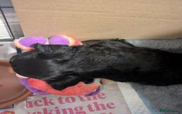 Chipoo dogs for sale: Health tested, non shed chipoos - Image 15