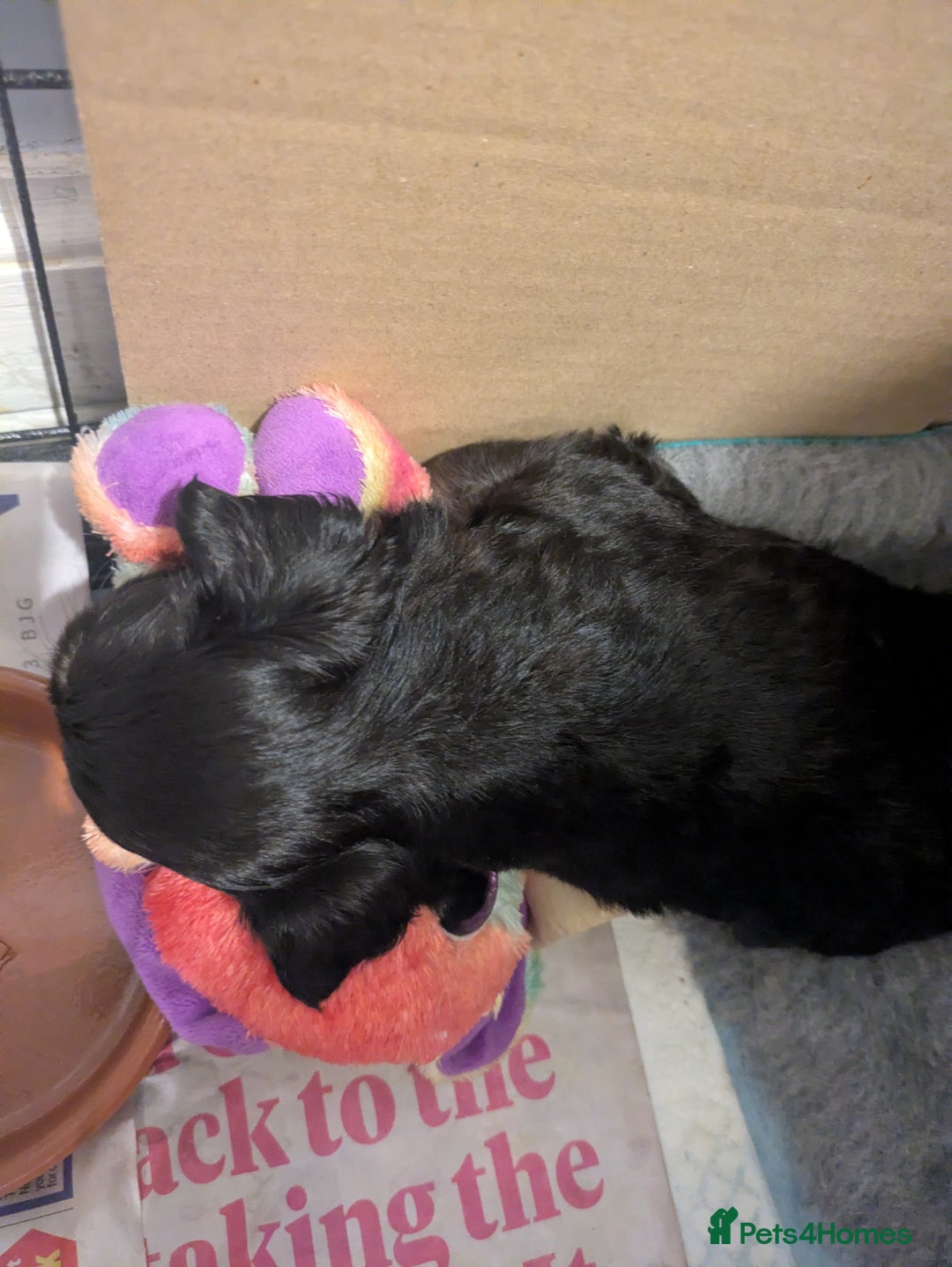 Chipoo dogs for sale: Health tested, non shed chipoos - Image 15