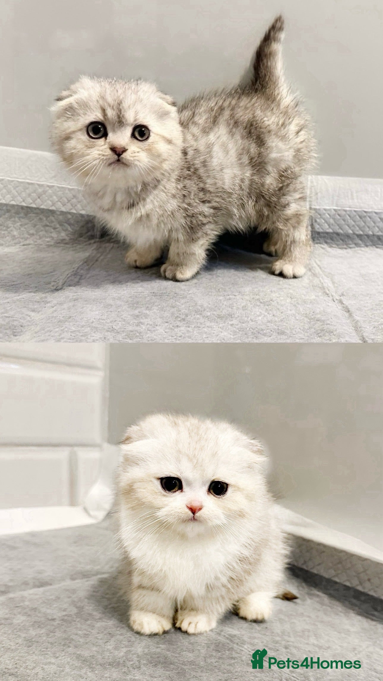 Scottish Fold cats 2 left blue eyed high quality scottish folds ❤️ - Advert 1