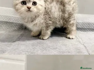 Scottish Fold cats 2 left blue eyed high quality scottish folds ❤️ - Advert 1