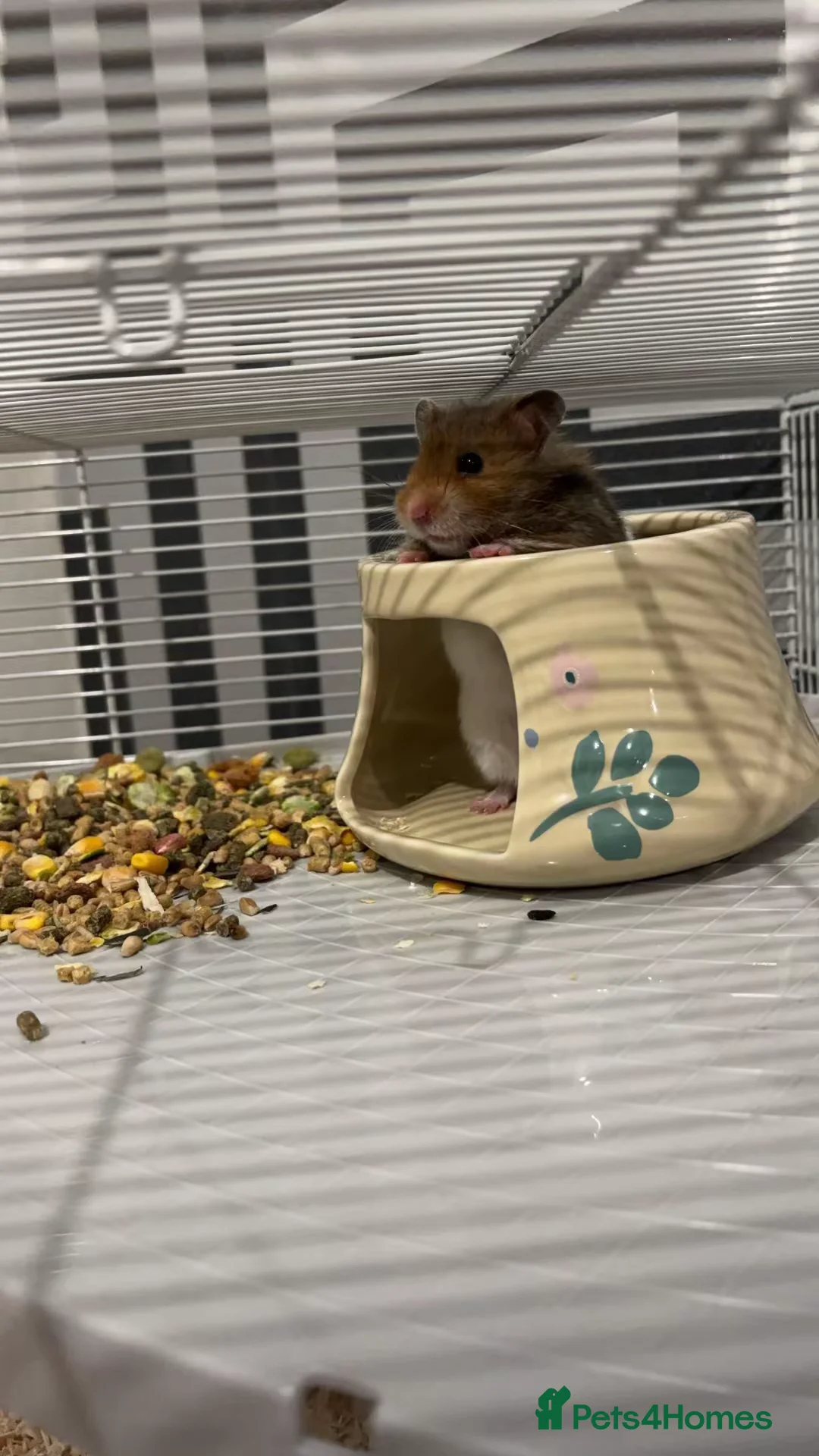 Hamster rodents for sale: Female hamster in Dundee - Advert 1