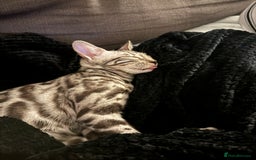 Bengal cats for sale: Silver rosetted Bengal🐆 - Image 3