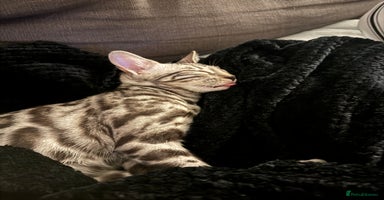 Bengal cats - Advert 8
