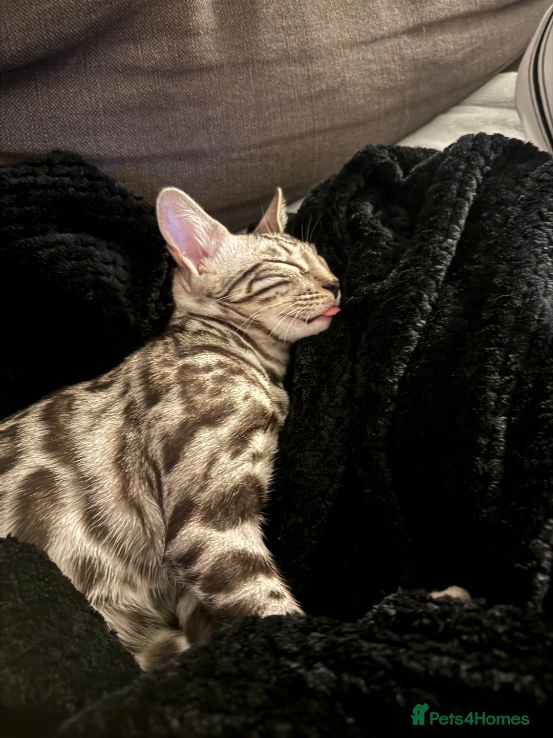 Bengal cats for sale: Silver rosetted Bengal🐆 - Image 3