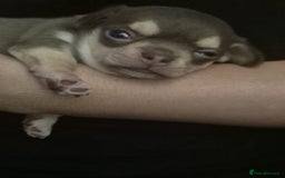 Chihuahua dogs for sale: Little boy is looking  for his forever  home - Image 2