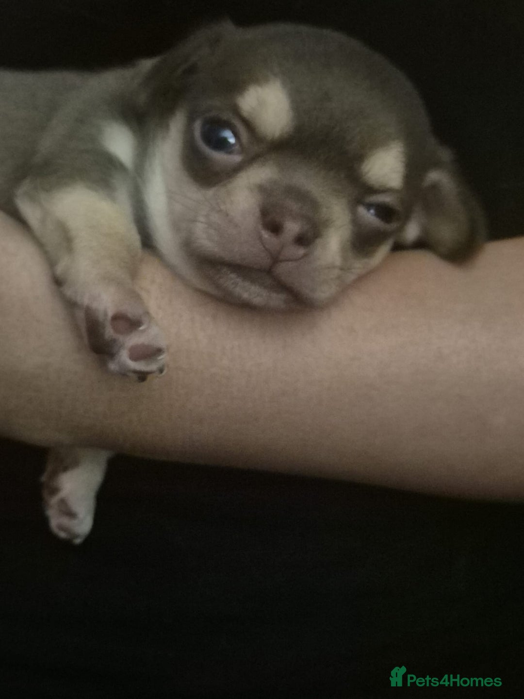 Chihuahua dogs for sale: Little boy is looking  for his forever  home - Image 2