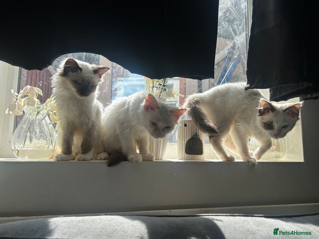 Ragdoll cats for sale: X3 Ragdolls (flame point, bicolour and seal point) - Image 7