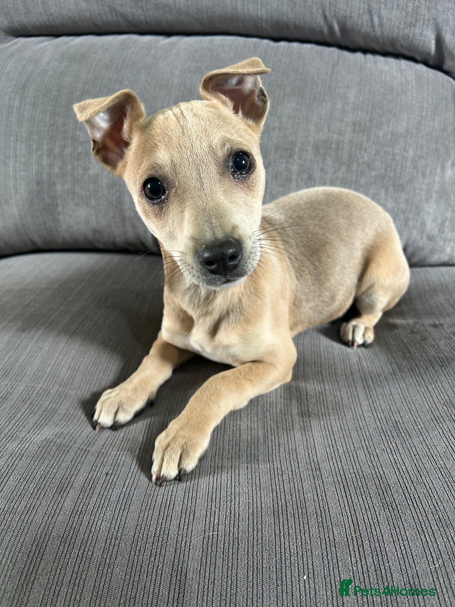 Mixed Breed dogs Chihuahua cross Whippet Puppies  - Advert 17