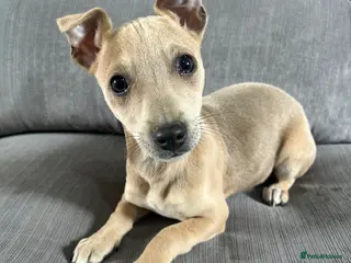 Mixed Breed dogs Chihuahua cross Whippet Puppies - Advert 17