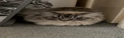 Ragdoll cats for sale: 2 dual registered queens - Advert 3