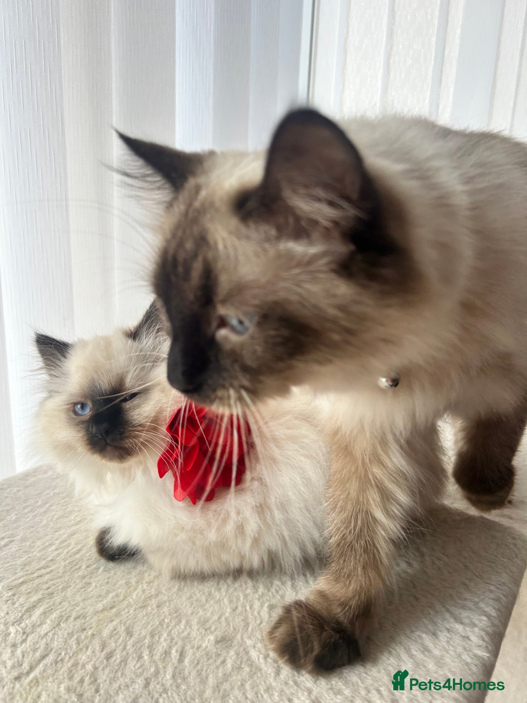 Ragdoll cats for sale: Male Ragdoll boy ready now - Advert 5