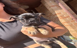 Frug dogs for sale: 3/4 Frenchie 1/4 pug puppies for sale  - Image 17