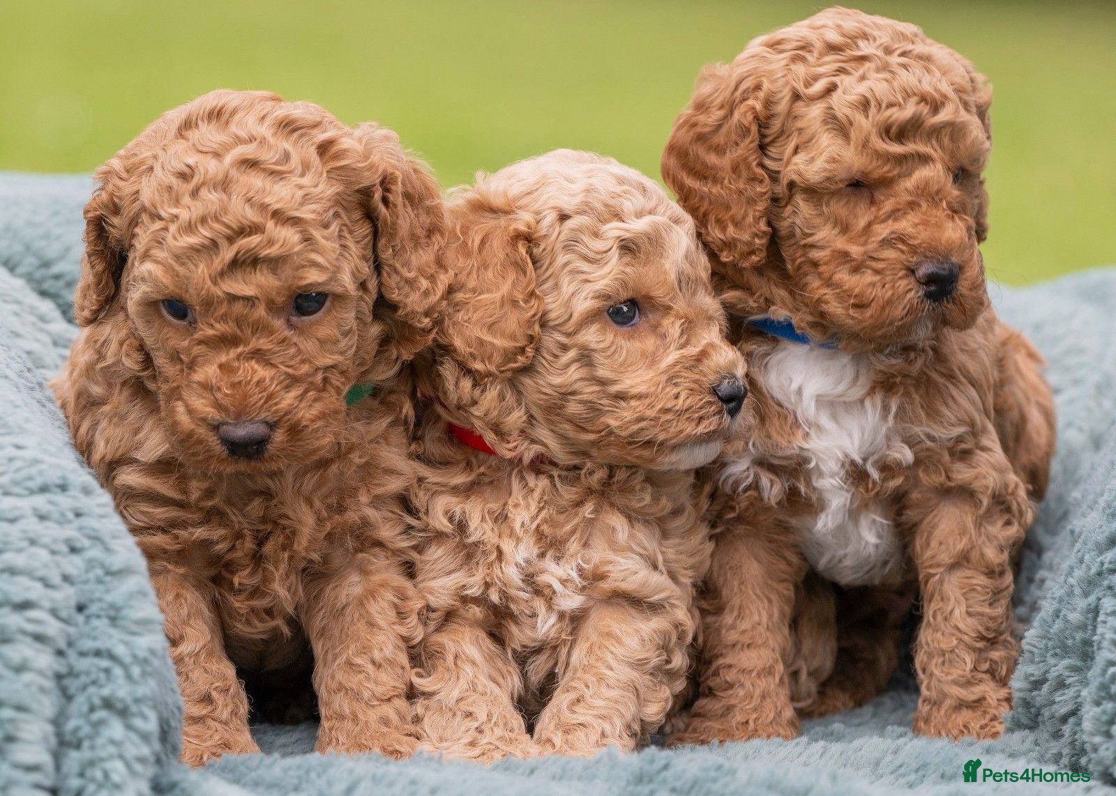 Australian Labradoodle dogs Australian Labradoodle puppies - Advert 1