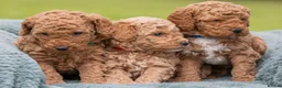 Australian Labradoodle dogs for sale: Australian Labradoodle puppies - Advert 10