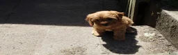 Cavapoo dogs for sale: Ready now, 1 Cavapoo puppy - Advert 3