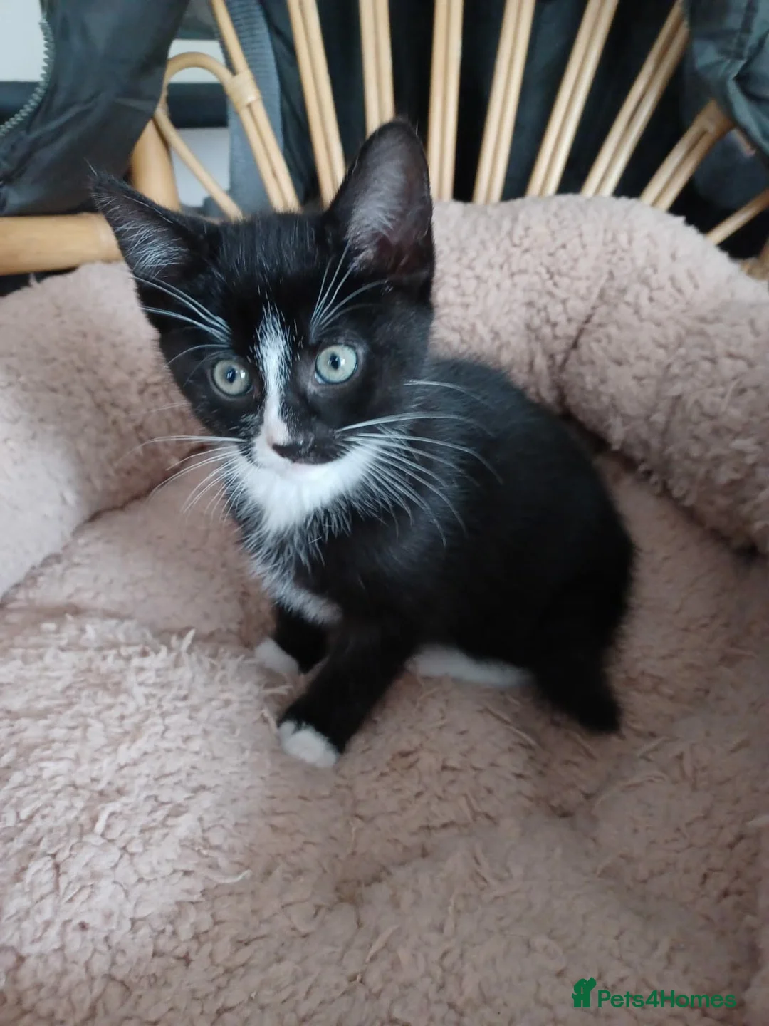Mixed Breed cats for sale: Baby kittens  - Advert 2