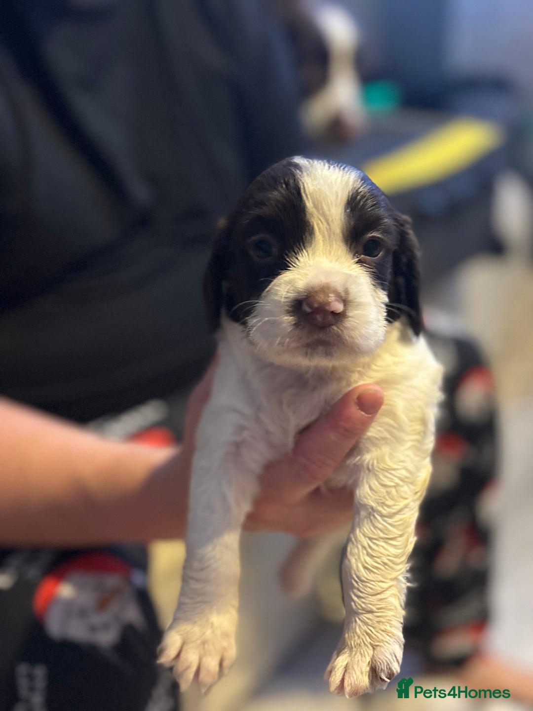 English Springer Spaniel dogs for sale: English Springer Spaniel Puppies  - Advert 7