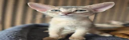 Abyssinian cats for sale: Beautiful Abyssinian Kitten  - Advert 17