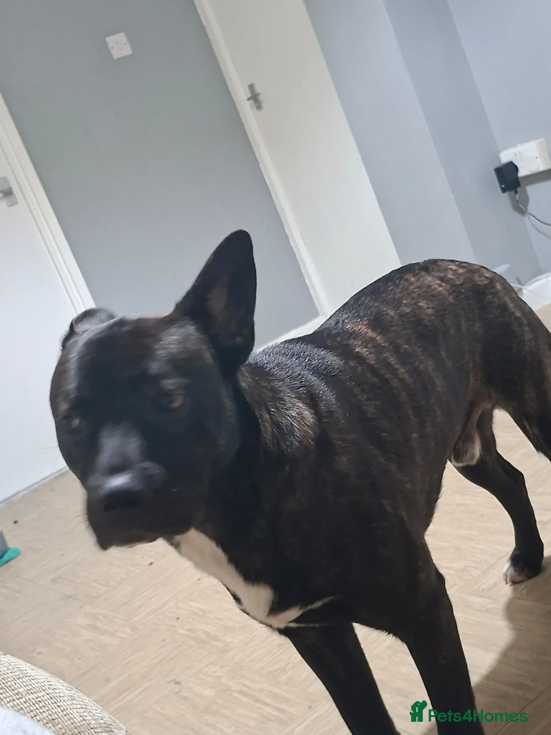 Mixed Breed dogs for sale: Rocco in Chesterfield - Advert 1
