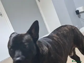 Mixed Breed dogs Rocco - Advert 9