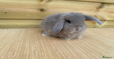 Mini Lop rabbits - Advert 10