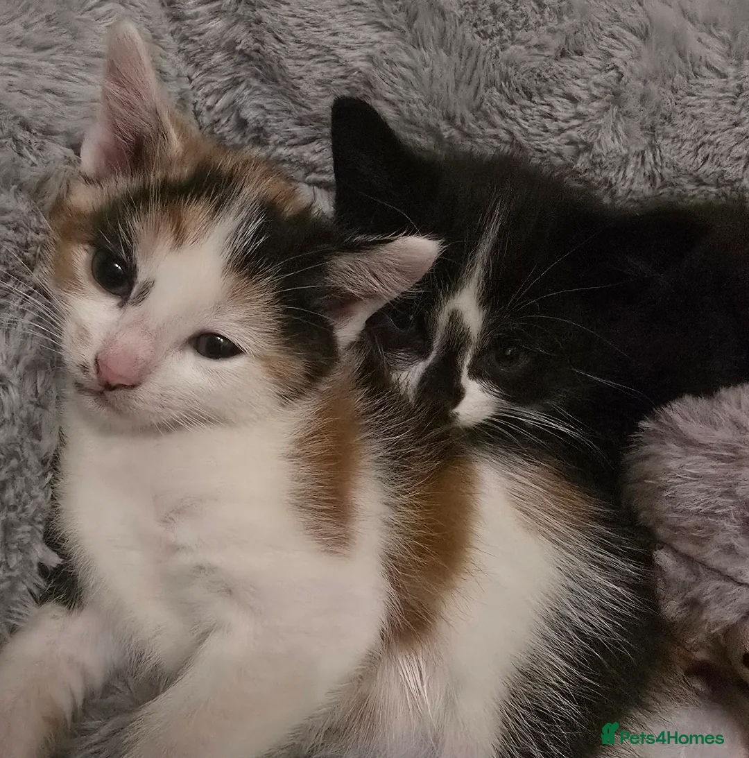 Mixed Breed cats for sale: Beautiful tabby kittens - Advert 4