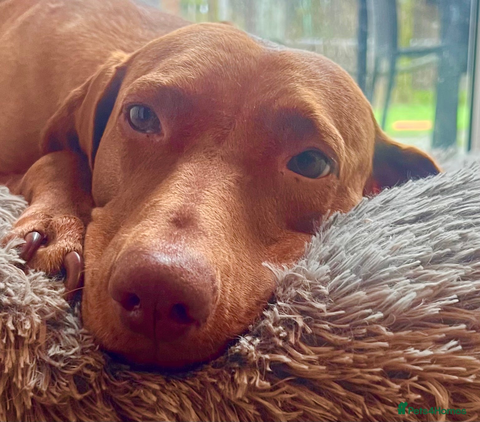 Hungarian Vizsla dogs Chunky curious pupies for March!! 🐶🐶 - Advert 8