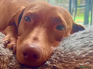 Hungarian Vizsla dogs Chunky curious pupies for March!! 🐶🐶 - Advert 8