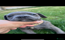 Staffordshire Bull Terrier dogs for sale: Blue Staffordshire bull terrier  - Image 20