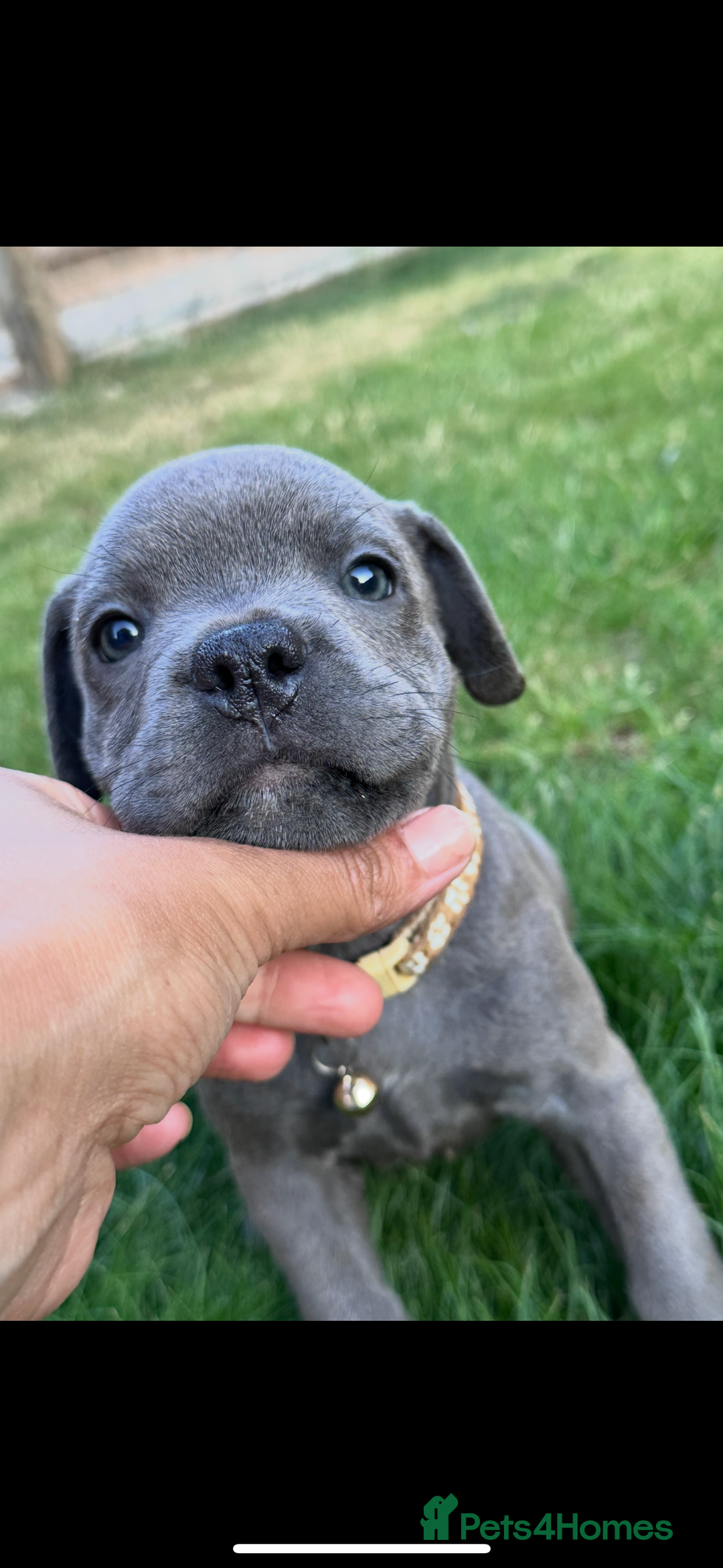 Staffordshire Bull Terrier dogs for sale: Blue Staffordshire bull terrier  - Image 20
